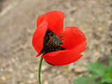 red poppy close up