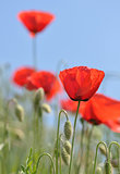 Red poppy blooming on field