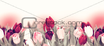 Tulip colorful flower panoramic border on white
