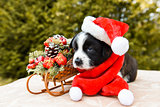 corgi puppy in santa hat