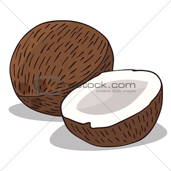 Isolate ripe coconut fruit