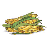 Isolate ripe corn ears or cobs