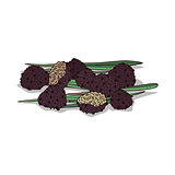 Isolated clipart Truffle