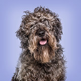Cross-breed dog against blue background