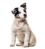 Border collie puppy, 3 months old, sitting against white backgro