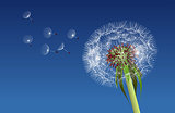 Dandelion seeds blown in the blue sky.