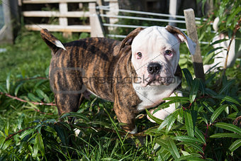 American Bulldog puppy on nature