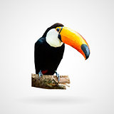 Colorful polygonal toucan bird
