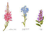 Wild plants and flowers hand drawn in color. Willow, forget-me-not and sage. Herbal vector illustration.