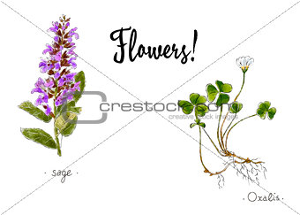 Wild plants and flowers hand drawn in color. Oxalis and sage. Herbal vector illustration.