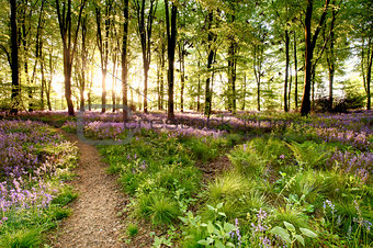 Bluebell woods with birds flocking 
