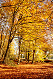 Forest in full autumn colour