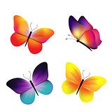 Butterfly Collection Isolated