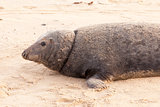 Large wild seal close up on beach