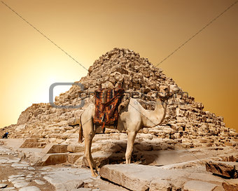 Camel in sandy desert