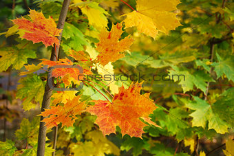 Beautiful colored maple leaves
