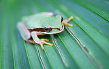 Masked treefrog in Costa Rica