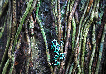 Green and black poison dart frog in Costa Rica