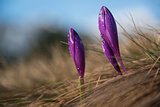 Crocus buds with water drops