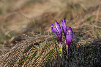 Crocus buds with waterdrops
