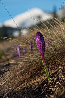 Crocuses in mountains