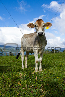 dairy cow in a pasture