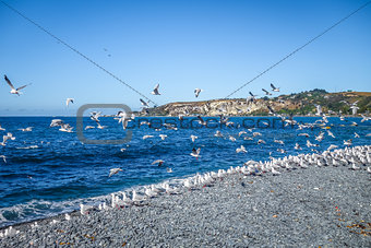 Seagulls on Kaikoura beach, New Zealand