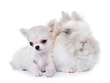 dwarf rabbit and puppy chihuahua