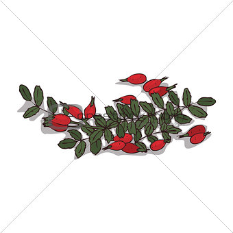 Isolated clipart Rose hips