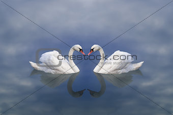 Swan love. Love of swans. A pair of white swans in a fairy, heavenly cloudy lake