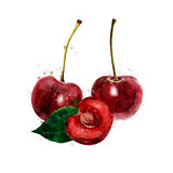 Cherry on white background. Watercolor illustration