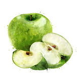 Green Apple on white background. Watercolor illustration