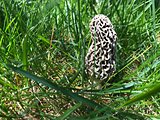 Morel Mushroom in a Green Grassy Yard