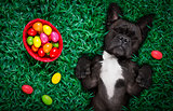 happy easter dog with eggs