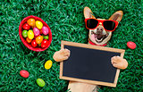 happy easter dog with eggs 
