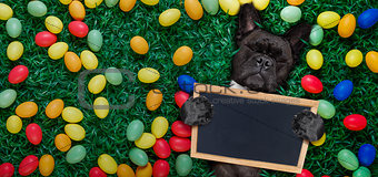 happy easter dog with eggs