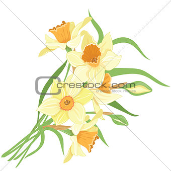 Bouquet narcissus isolated vector clipart illustration of spring narcissus flowers