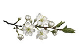Blossoming cherry branch with white flowers.