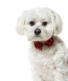 Maltese dog in bow tie against white background