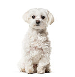 Maltese dog sitting against white background