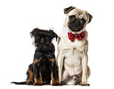 Pug and Griffon sitting together against white background