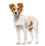 Mixed-breed dog standing against white background