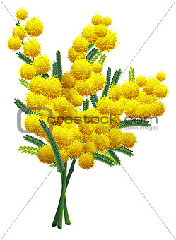 Yellow fluffy mimosa flower branch isolated on white background. Yellow acacia symbol spring