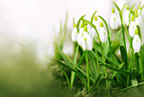 White snowdrop flowers isolated.