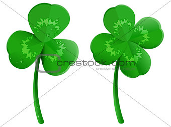 Set green shamrock clover leaf with dew drops. Lucky four leaf symbol of St. Patrick Day