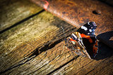 Indian red admiral butterfly on a wooden background close up. Dark toned. Copy space