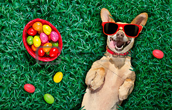hapy easter dog with eggs 