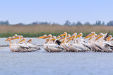 white pelicans (pelecanus onocrotalus)