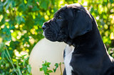 Black Great Dane dog puppy portrait