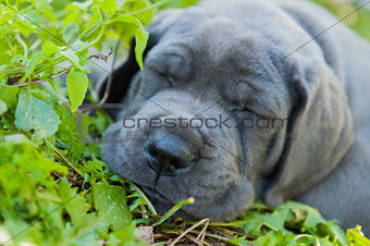 Gray Great Dane dog puppy